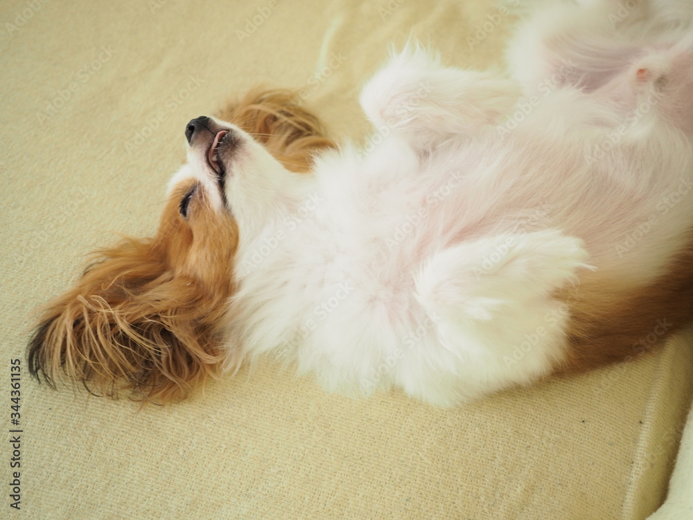 無防備に寝ている犬の顔 無防備に寝ている犬の顔