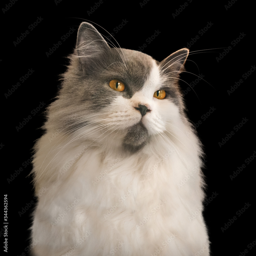 Arrogant cat portrait with haughty expression, cat prince like a boos renaissance painting concept