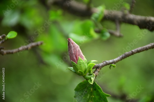 Buds of a branch