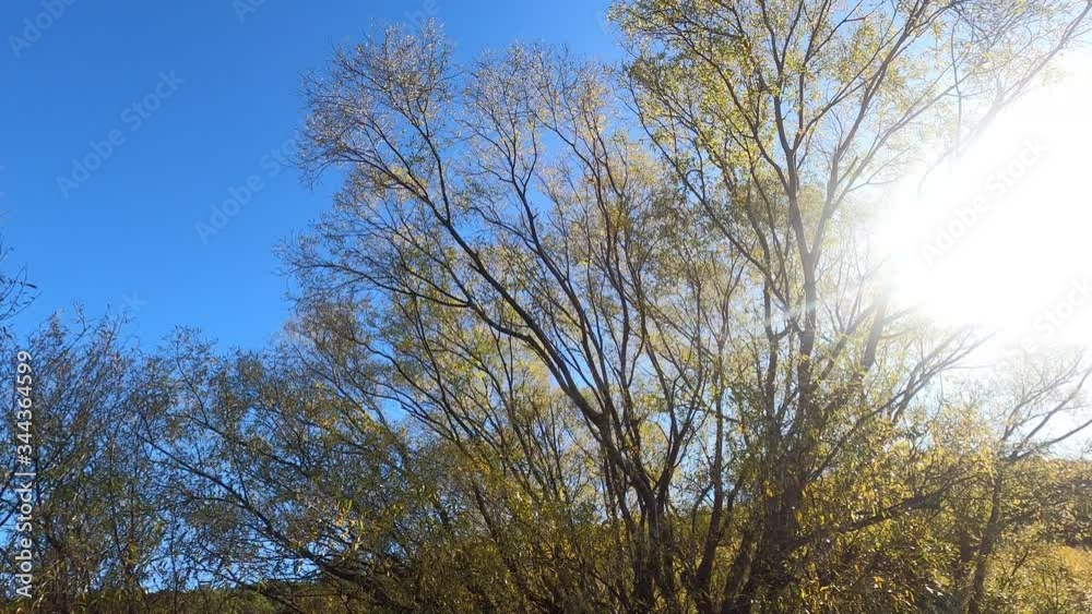 Look up tree branch and leaves day time with sunlight Look up tree branch and leaves day time with sunlight