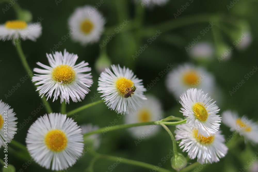 Fototapeta premium daisies in a field