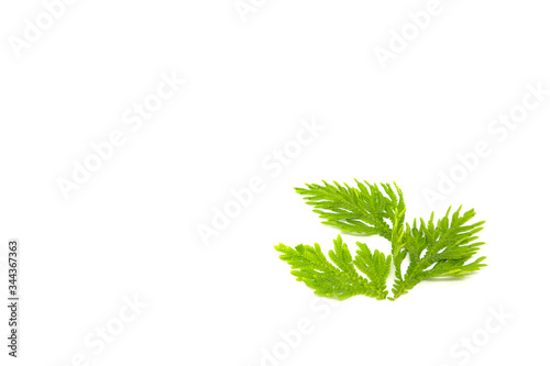 Selaginellaceae leaves