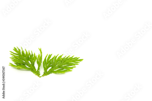 Selaginellaceae leaves