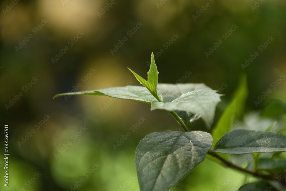 close up of a green leaves close up of a green leaves
