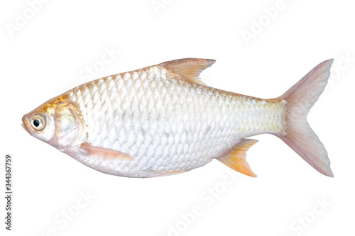 Silver Barb or Java Barb isolated on white background with Clipping path.