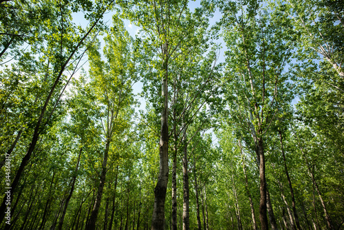 Spring Summer green forest