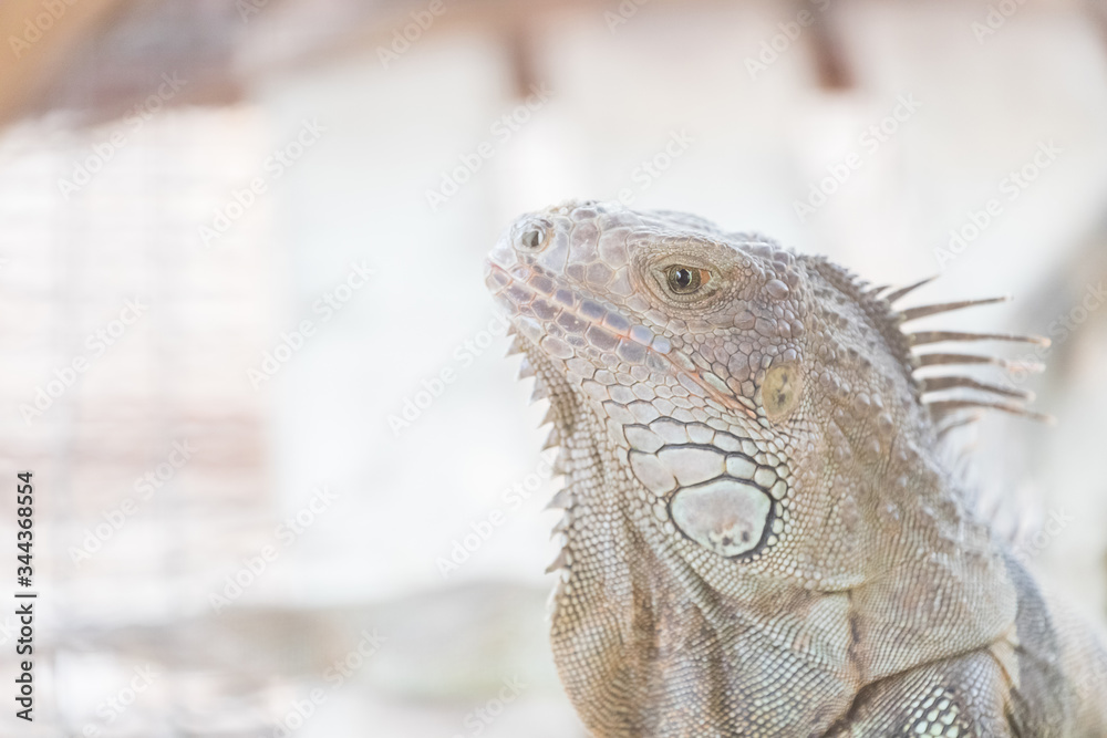 Fototapeta premium Iguana creeping animals