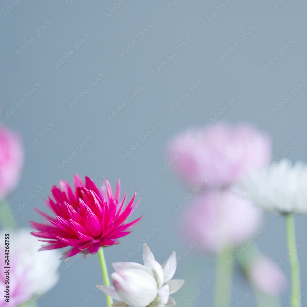 Pink, white and purple everlasting daisies against a grey background. Sometimes referred to as paper daisies