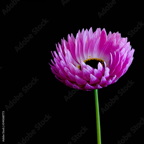 Pink everlasting daisy against a black background. Sometimes referred to as paper daisies