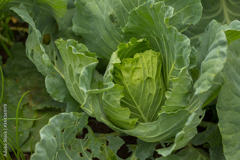 Organic cabbage vegetable food in field garden