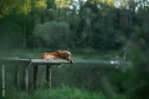 The dog lies on a wooden bridge on the lake. Pet by the water in nature © annaav