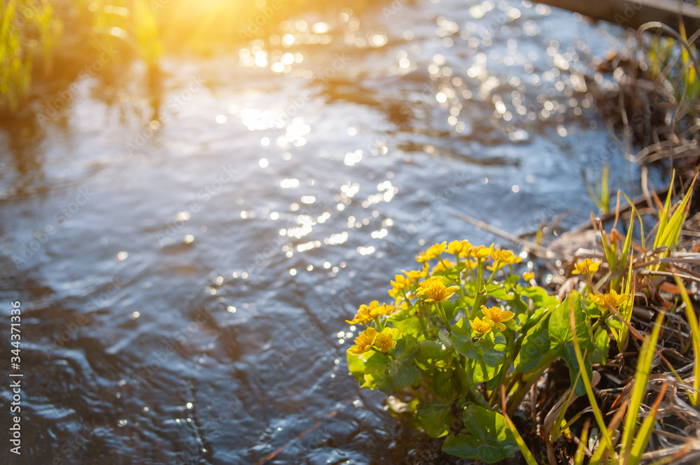 Yellow wild flowers growing in water swamp. Yellow wildflowers on a swamp background. Bokeh background. Close-up Yellow wild flowers growing in water swamp. Yellow wildflowers on a swamp background. Bokeh background. Close-up