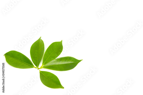 Green leaves on a white background © pandaclub23
