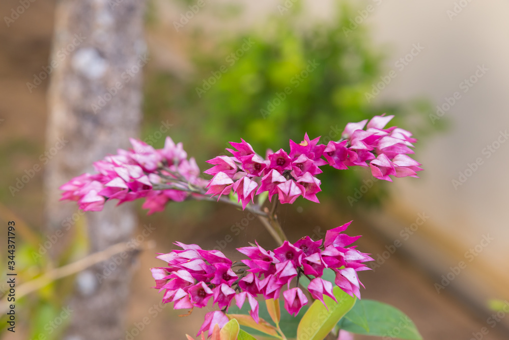 Obraz premium Mexican Creeper flower natural
