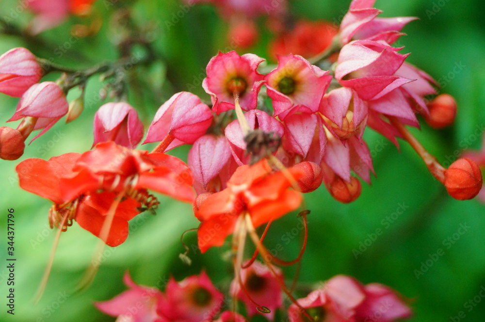 Dragon spit bead flower plant