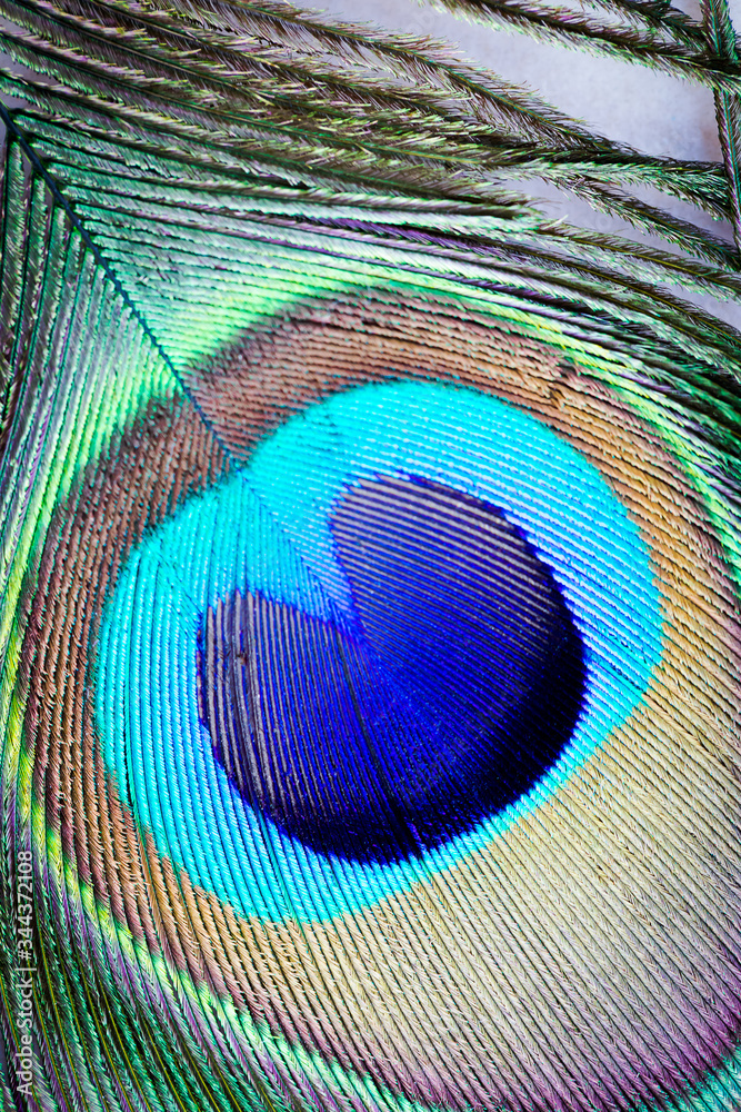 Obraz premium Beautiful exotic peacock feather