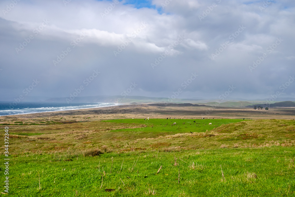 Cows graze in a meadow near the Pacific Ocean, California
