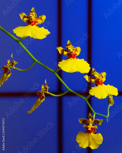 Yellow Oncidium orchids, in front of a deep blue oriental background frame