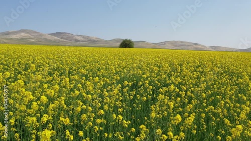 Beautiful yellow flowers and and a tree in field. Spring and summer landscape. Drone is moving slowly towards to flowers. photo