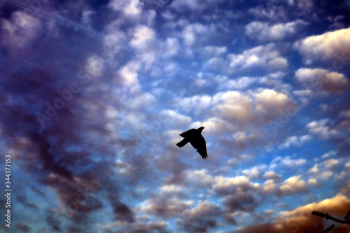 Bird in the sky