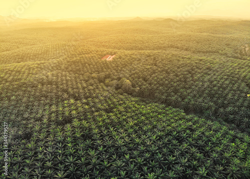 Palm oil plantation aerial view. Beautiful view from above taken by a drone.