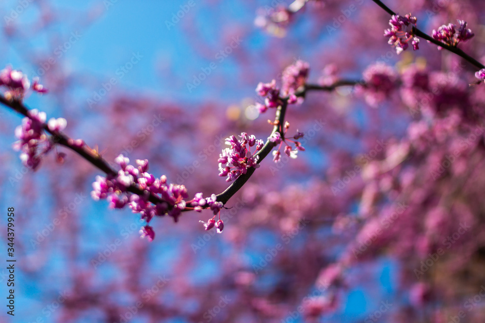 background, beautiful, beauty, bloom, blooming, blossom, blossoming, blue, blue sky, bokeh, branch, bud, cercis canadensis, cherry, close up, colorful, day, easter, eastern redbud tree, flora, floral,