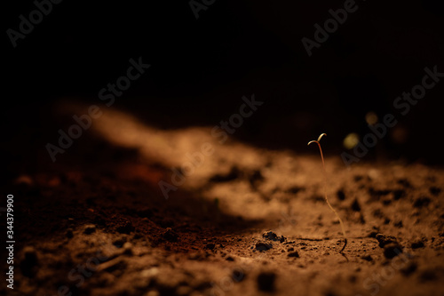 the concept of Mars colonization the first plant to sprout from alien soil