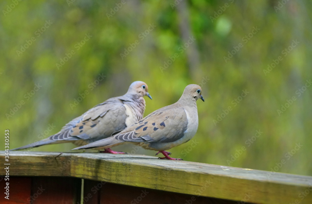 A pair of American mourning doves on top of the wooden deck A pair of American mourning doves on top of the wooden deck