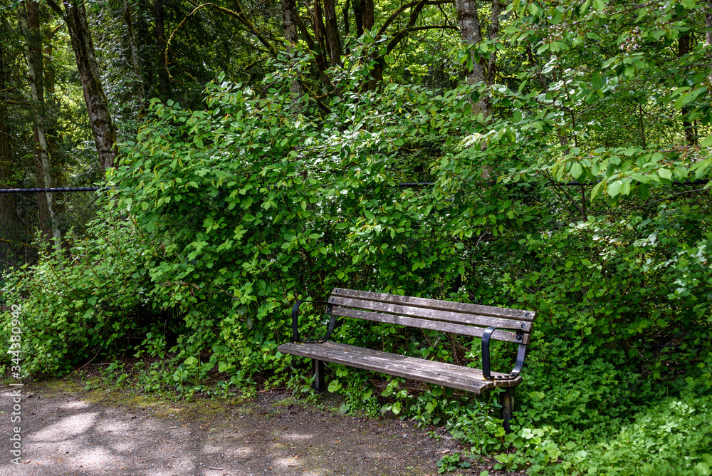 Weathered wooden bench beside a gravel path, backed by overgrown bushes and trees
