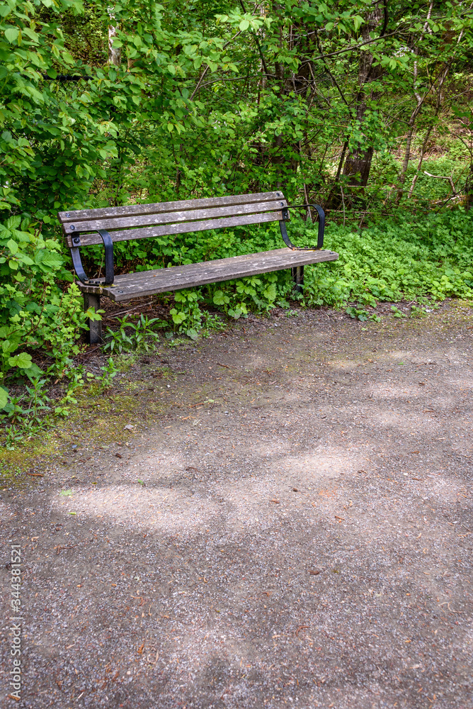 Weathered wooden bench beside a gravel path, backed by overgrown bushes and trees
Weathered wooden bench beside a gravel path, backed by overgrown bushes and trees