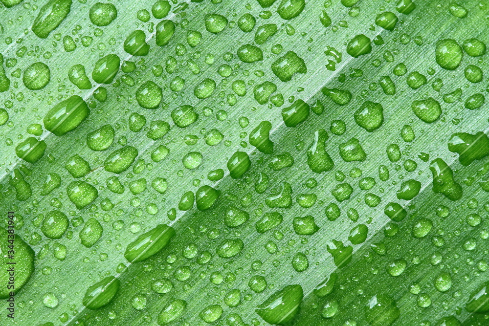 background green banana leaf with water drops.