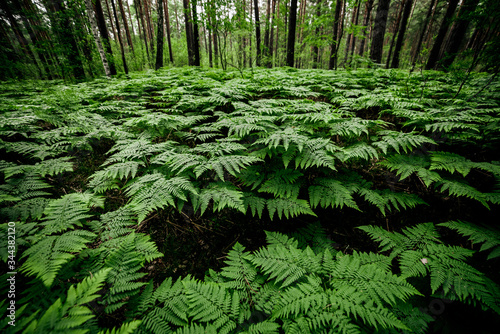 Beautiful nature background of vivid green ferns. Backdrop of lush fern thickets close-up. Chaotic rich flora among trees. Chaos of wild ferns in forest thicket. Natural texture of many fern leaves.