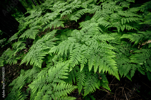 Beautiful nature background of vivid green ferns. Backdrop of lush fern thickets close-up. Chaotic rich flora among trees. Full frame of wild ferns chaos. Scenic natural texture of many fern leaves.