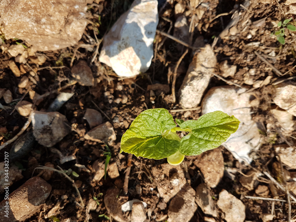 spring up plant newborn bean on fresh rocky soil spring up plant newborn bean on fresh rocky soil