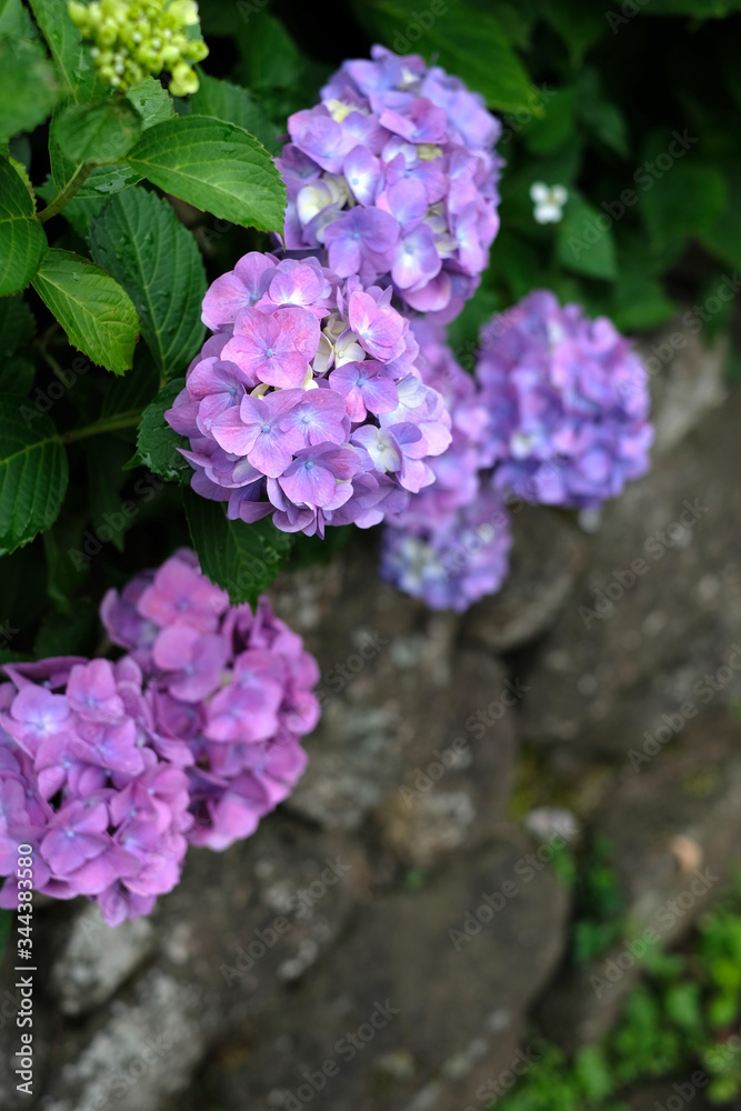 日本の東京都王子の飛鳥山で咲く　紫陽花の紫色とピンク色の花々