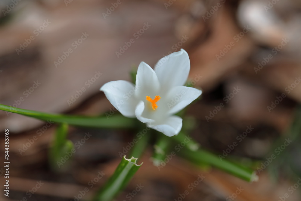 Crocus flowers with soft focus Crocus flowers with soft focus
