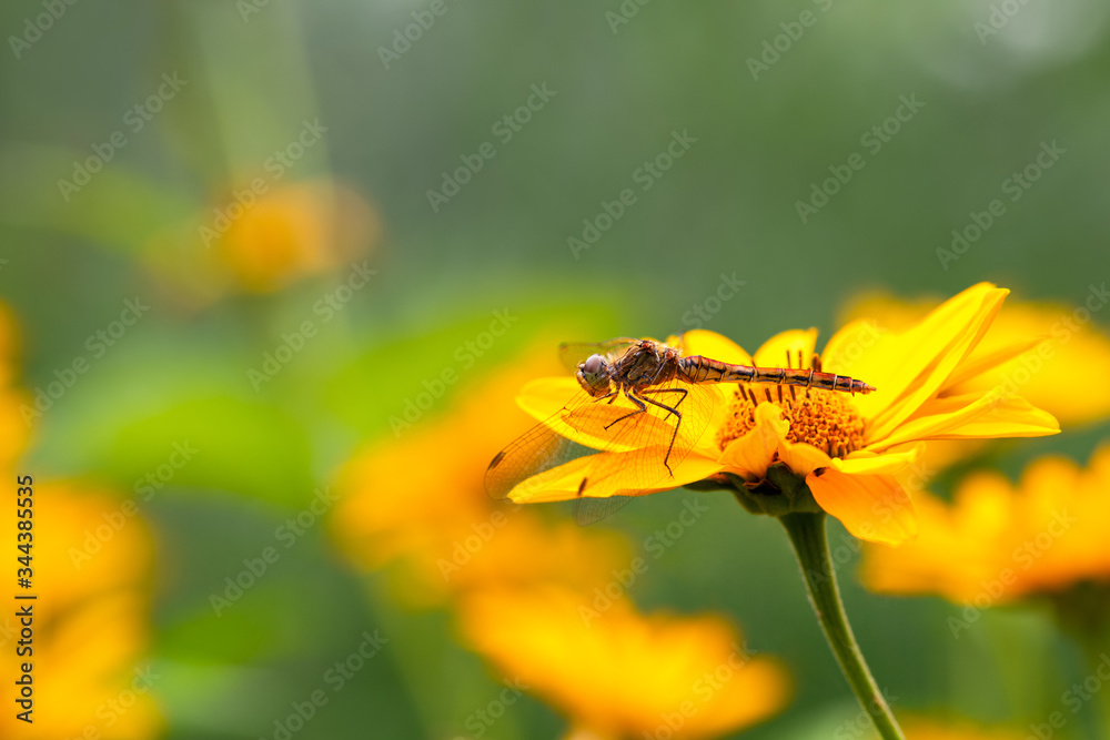 Dragonfly. Macro. A large dragonfly sits on a yellow flower. Summer and spring backgrounds Dragonfly. Macro. A large dragonfly sits on a yellow flower. Summer and spring backgrounds