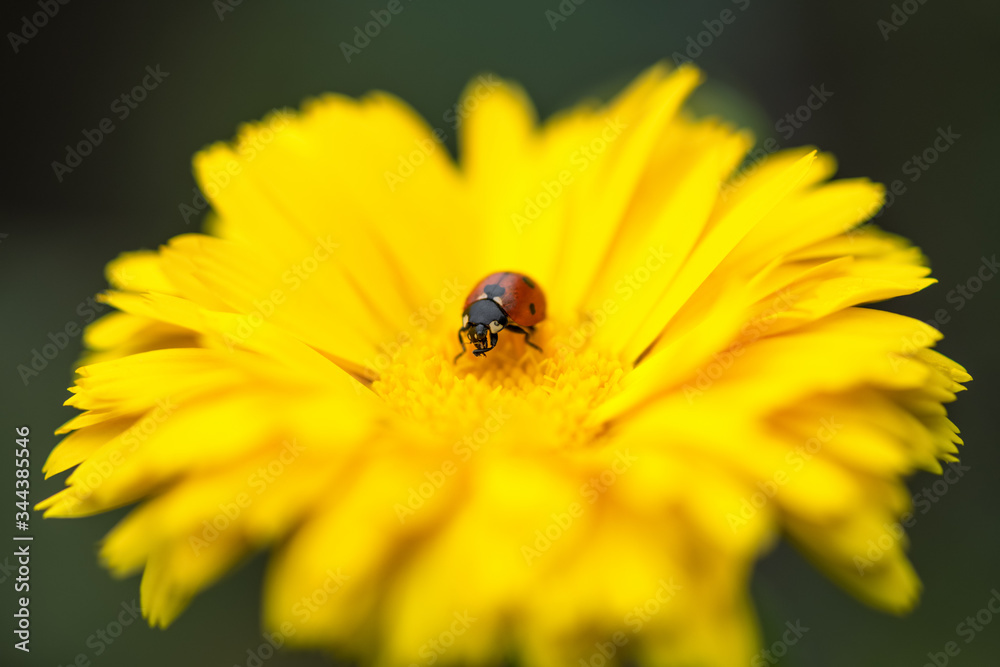 .Ladybug. Close-up of a ladybug sitting on a yellow flower on a dark background. Macrophotography. Spring and summer background .Ladybug. Close-up of a ladybug sitting on a yellow flower on a dark background. Macrophotography. Spring and summer background