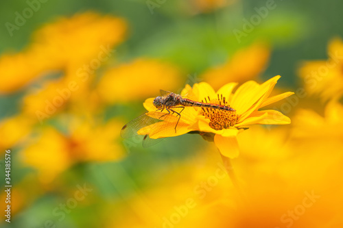 .Dragonfly. Macro. A large dragonfly sits on a yellow flower. Summer and spring backgrounds