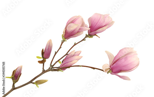 Single magnolia flower isolated on white
