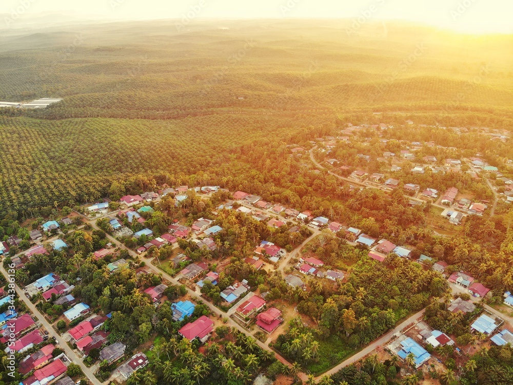 Palm oil plantation aerial view. Beautiful view from above taken by a drone.