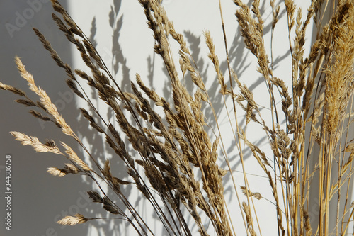 Ear of golden rye with shadows on a white surface close up