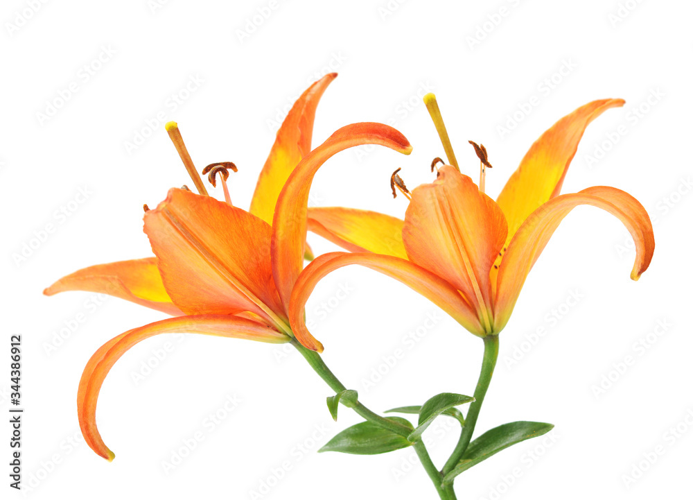  Orange Lily