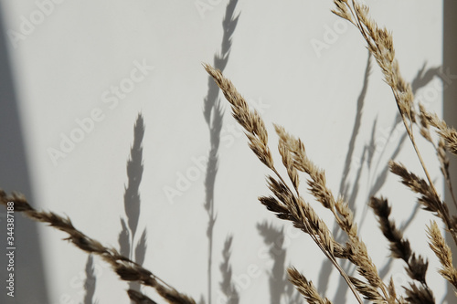 Ear of golden rye with shadows on a white surface close up photo