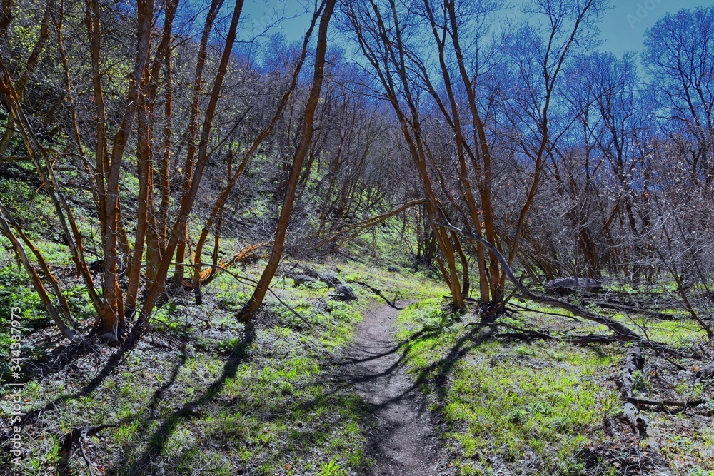 Hiking Trails in Oquirrh, Wasatch, Rocky Mountains in Utah early spring with leaves. Backpacking, biking, horseback through trees in the Yellow Fork and Rose Canyon by Salt Lake City. United States of