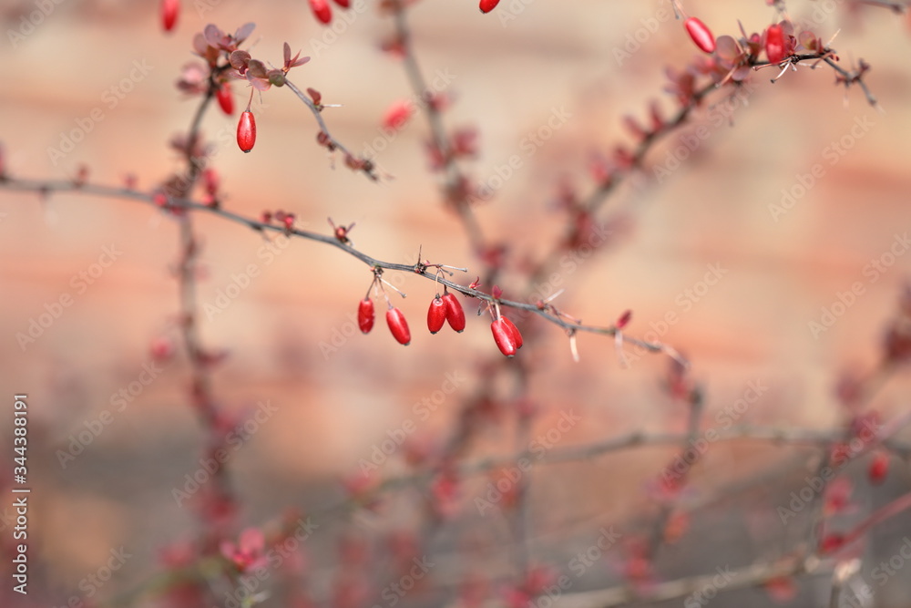 Red Barberry berries on a branch Red Barberry berries on a branch
