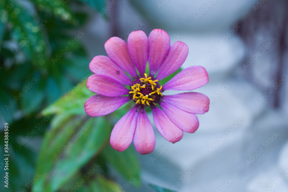 Obraz premium Flor en casa