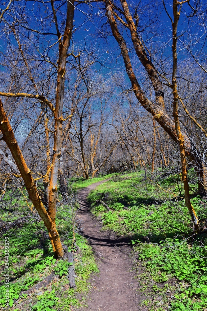 Hiking Trails in Oquirrh, Wasatch, Rocky Mountains in Utah early spring with leaves. Backpacking, biking, horseback through trees in the Yellow Fork and Rose Canyon by Salt Lake City. United States of Hiking Trails in Oquirrh, Wasatch, Rocky Mountains in Utah early spring with leaves. Backpacking, biking, horseback through trees in the Yellow Fork and Rose Canyon by Salt Lake City. United States of
