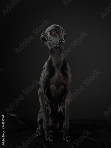 black dog on black. Italian greyhound. Art photo of a pet in the studio