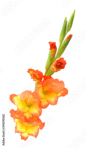 Fototapeta Naklejka Na Ścianę i Meble -  orange gladiolus